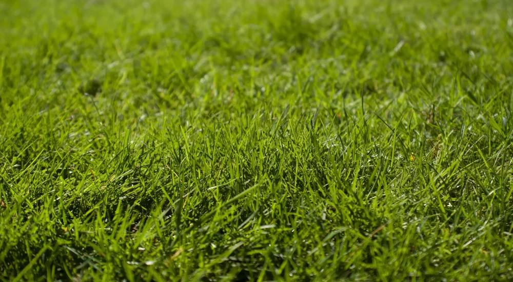 Can robot mowers cut long grass?